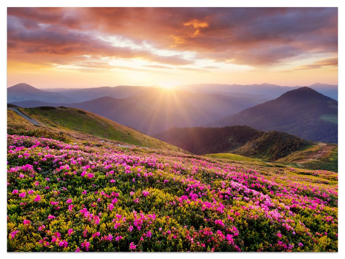 FOTOTAPETE für Wohnzimmer Sonnenuntergang Berge Wiese Blumen 400x280 - Violett/Rosa, Papier (400/280cm) - Muralo