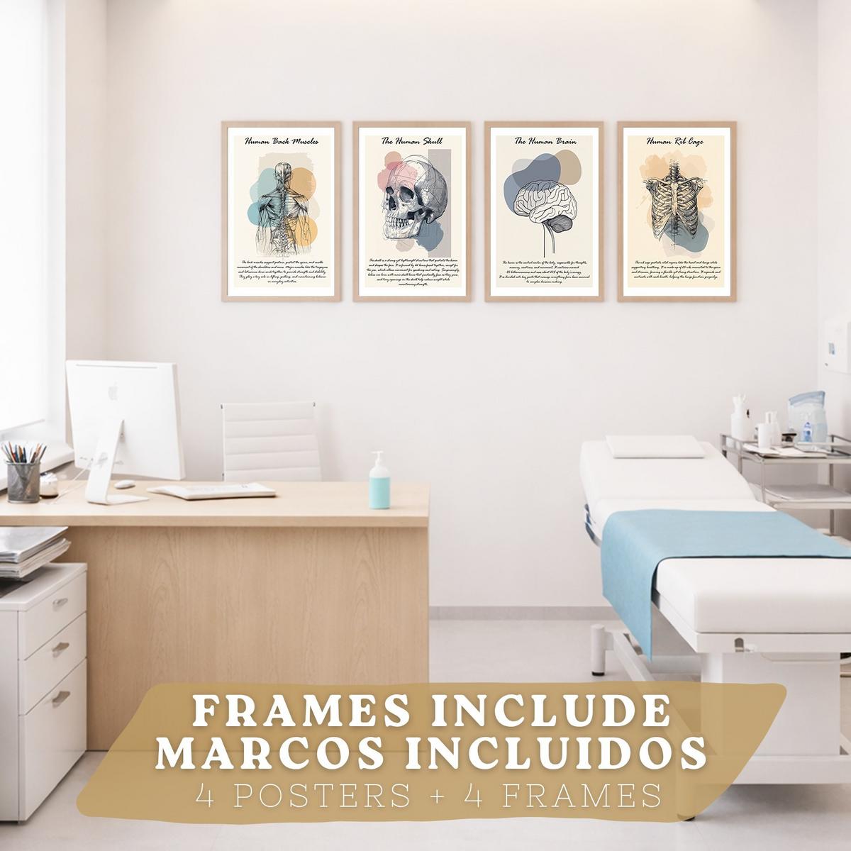 POSTER Set aus 4 Anatomie Mensch Lernposter Drucke und mit Muskeln Rücken Rippen Gehirn und Schädel Modernes Design Größe Leichter Holzrahmen A4 - Beige, Papier (21/29.7/3cm) - Nacnic