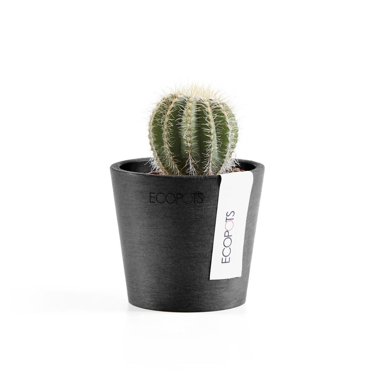 BLUMENTOPF Amsterdam46211cm Dunkelgrau - Dunkelgrau, Kunststoff (8/7cm) - Ecopots