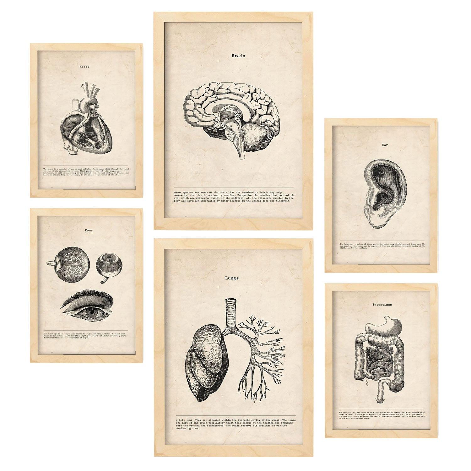 POSTER Set Mit 6 Organe Medizinische Illustrationen Im Vintage Stil Von Anatomie, Körperteilen, Knochen Und Muskeln A3 & A4 Rahmen Aus Hellem Holz - Beige, Papier (29/3cm) - Nacnic