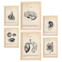 POSTER Set Mit 6 Organe Medizinische Illustrationen Im Vintage Stil Von Anatomie, Körperteilen, Knochen Und Muskeln A3 & A4 Rahmen Aus Hellem Holz - Beige, Papier (29/3cm) - Nacnic