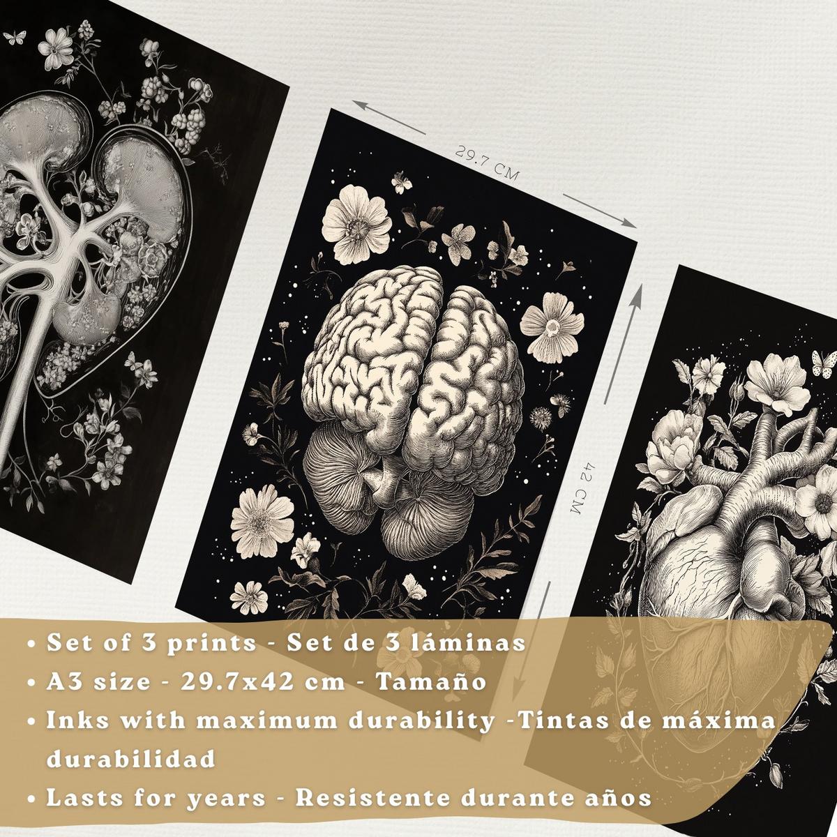 POSTER Set aus 3 Anatomie Mensch Drucke und Wandbilder mit Niere Harnsystem Gehirn und Herz Klassisches Schwarz Weiß Design Größe Weißer Rahmen A3 - Weiß, Papier (29.7/42/3cm) - Nacnic