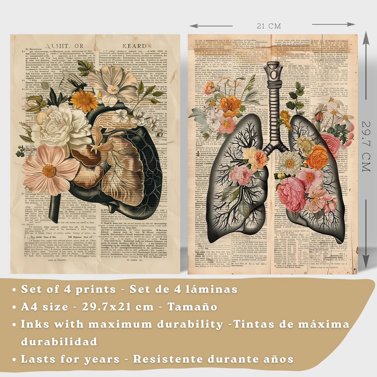 POSTER Set aus 4 Anatomie Drucke und Wandbilder mit Leber Lungen Atmungssystem Skelett Schädel Wirbelsäule Zeitungsstil Größe Leichter Holzrahmen A4 - Beige, Papier (21/29.7/3cm) - Nacnic