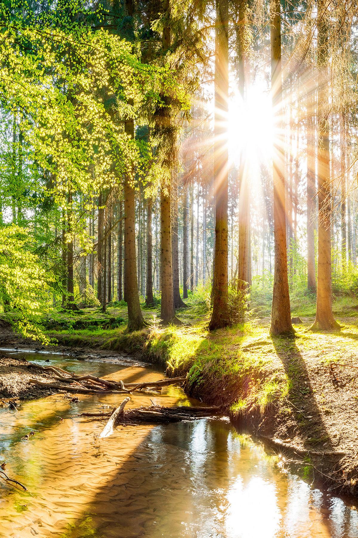ROLLO LICHTDURCHLÄSSIG 120x180 cm Sonne im Wald - Braun, Textil (120/180cm) - TULUP