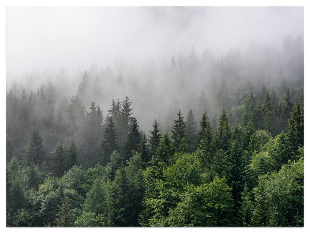 FOTOTAPETE für Wohnzimmer Nadelbäume Nebelwald Grün 350x256 - Grau/Grün, Papier (350/256cm) - Muralo
