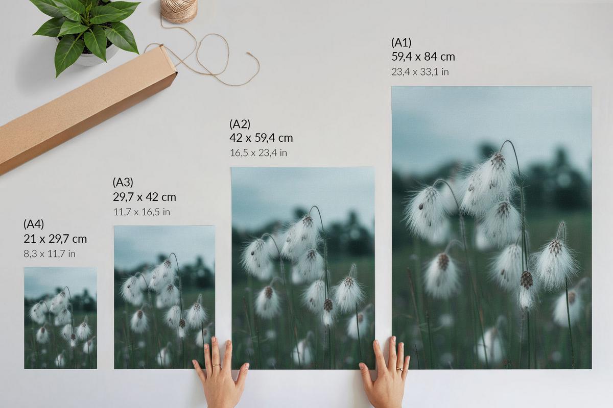 POSTER - 42x59 cm - Opps - Grasohren - Weiß, Textil (42/59/0.1cm) - TULUP
