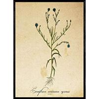 POSTER Kornblume. A4 Rahmenlos - Klar, Papier (29.7/5/21cm) - Nacnic