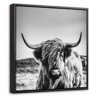 LEINWAND Bilder mit Rahmen - Kuh - Schottischer Hochländer - Schwarz - Weiß - Tier - Natur - Wildtiere - 20x20 - Schwarz, Textil (20/20cm) - MuchoWow