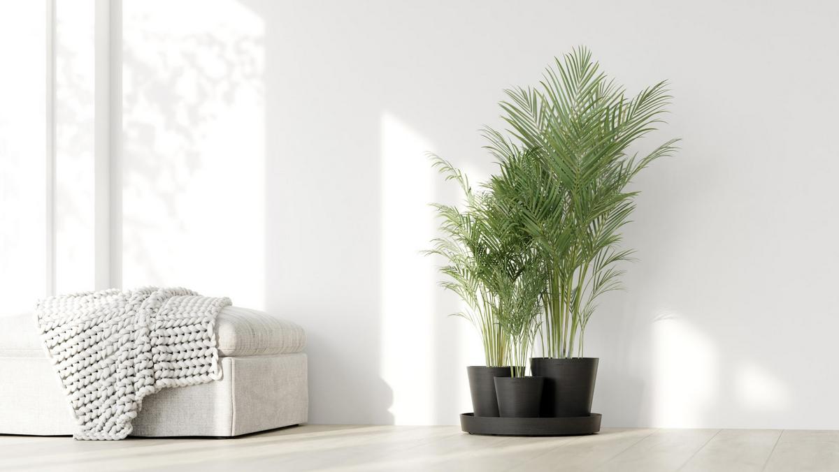 BLUMENTOPF Dubai 56,5/30,7 cm Dunkelgrau - Dunkelgrau, Kunststoff (56.5/30.7cm) - Ecopots