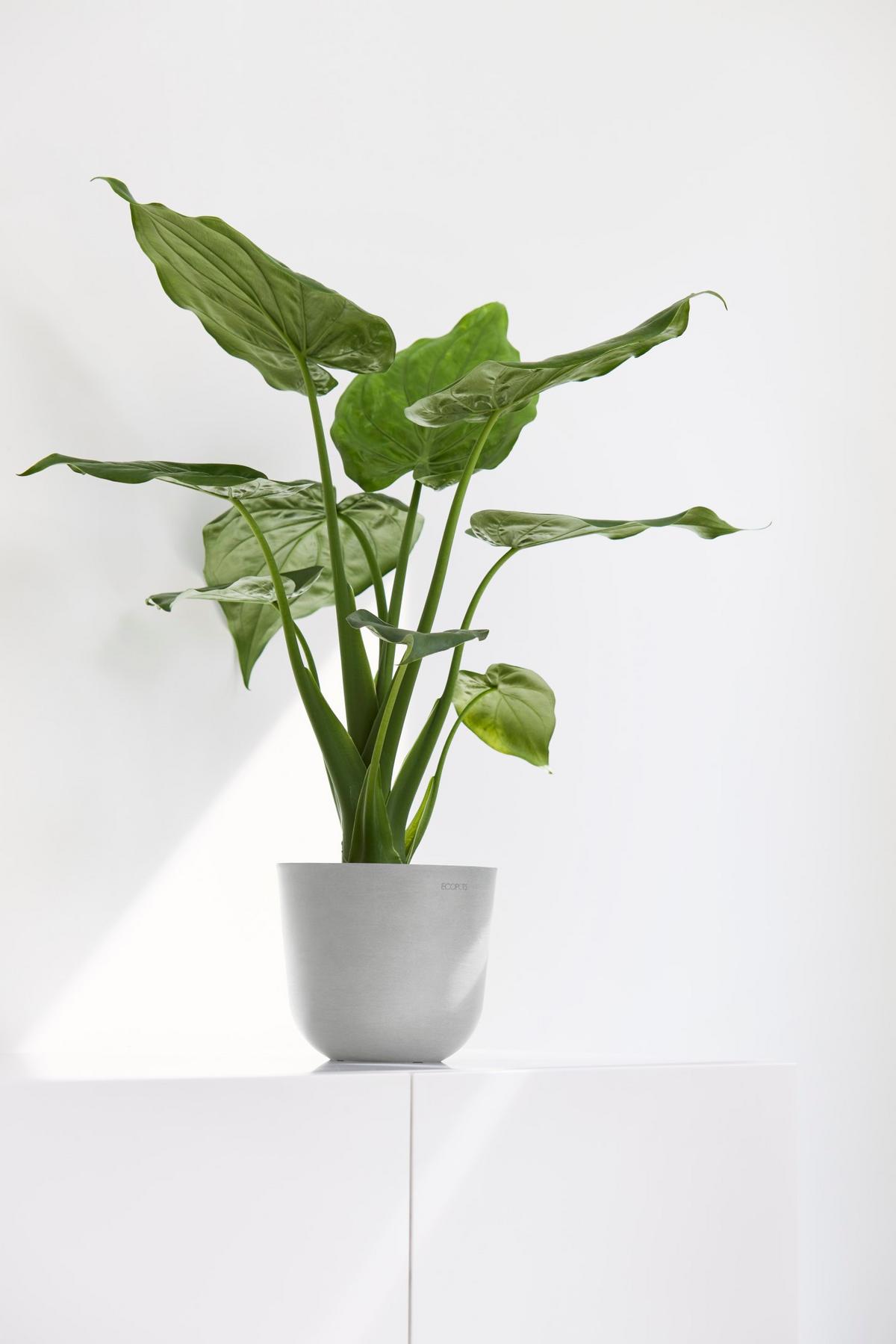BLUMENTOPF Oslo Mini 16/13,7 cm Hellgrau - Hellgrau, Kunststoff (16/13.7cm) - Ecopots