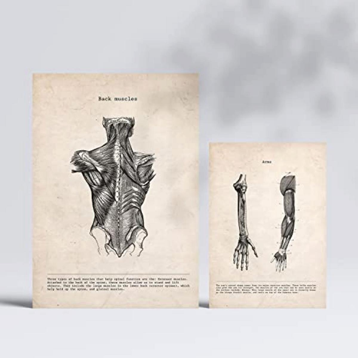 POSTER Set Mit 6 Gliedmaßen Und Gehirn Medizinische Illustrationen Im Vintage Stil Von Anatomie, Körperteilen, Knochen Und Muskeln A3 & A4 Rahmenlos - Klar, Papier (29/3cm) - Nacnic