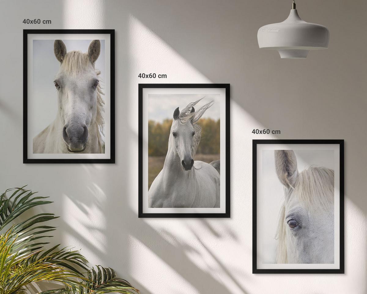 BILDER SET 3er Set - 40x60 cm Schwarzer Rahmen - Weiße Pferde in der Natur - Schwarz, Kunststoff (40/60cm) - TULUP