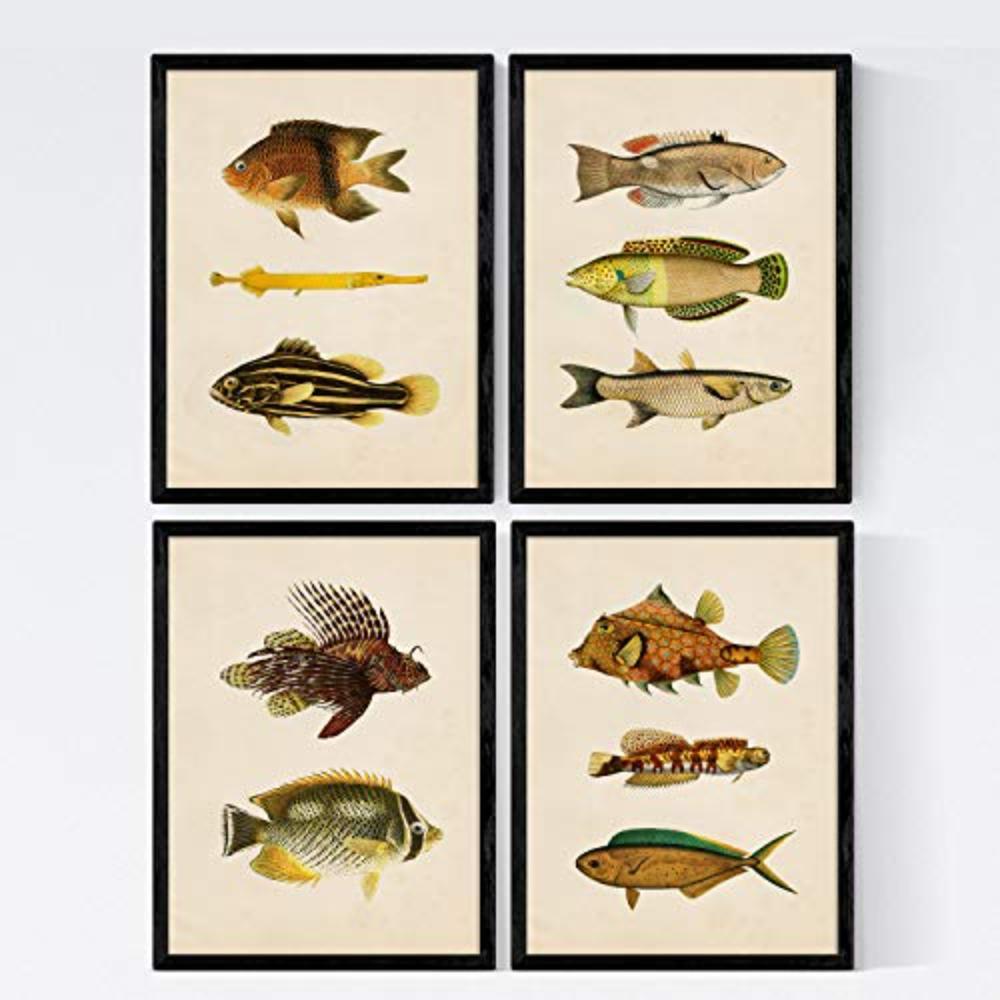 POSTER Set mit 4 Ostsee 11 verschiedenen Fischen A3 Rahmenlos - Klar, Papier (29.7/3cm) - Nacnic