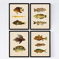POSTER Set mit 4 Ostsee 11 verschiedenen Fischen A3 Rahmenlos - Klar, Papier (29.7/3cm) - Nacnic