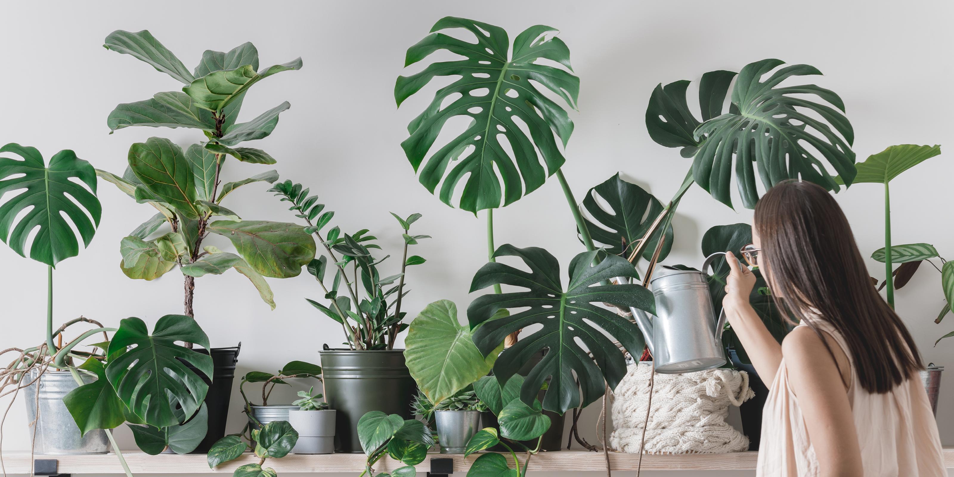Umebluj swój dom w stylu urban jungle