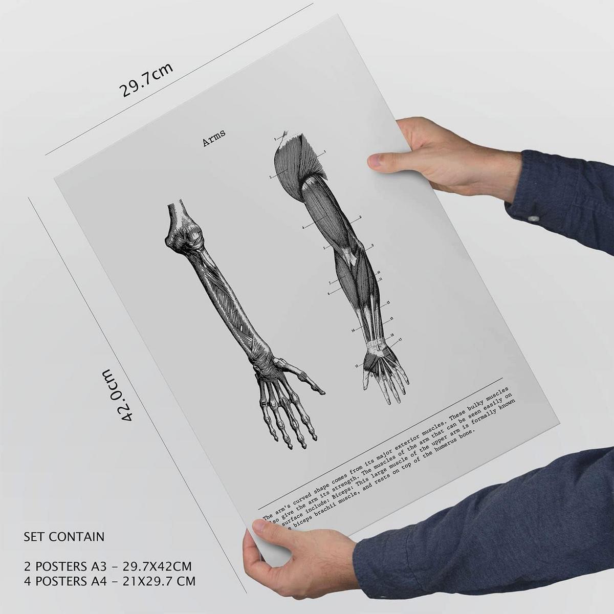 POSTER Set Mit 6 Anatomie Bildern Muskeln Und Knochen Rücken, Bein, Arm, Wirbelsäule, Becken, Rippen Ideal Für Kliniken A3 & A4 Schwarzer Rahmen - Schwarz, Papier (29/3cm) - Nacnic