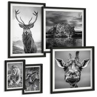 BILDER SET 5er Set - 50x50 cm & 20x30 cm & 40x60 cm Schwarzer Rahmen - Wildtiere Löwe Jaguar Giraffe Zebras - Schwarz, Kunststoff (40/60cm) - TULUP