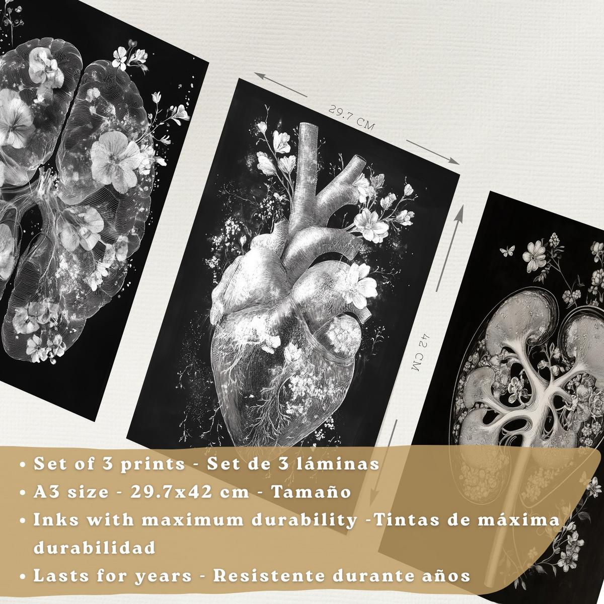 POSTER Set aus 3 Anatomie Drucke und mit Inneren Organen Gehirn Herz Nieren Minimalistisches Schwarz Weiß Design Größe Leichter Holzrahmen A3 - Beige, Papier (29.7/42/3cm) - Nacnic