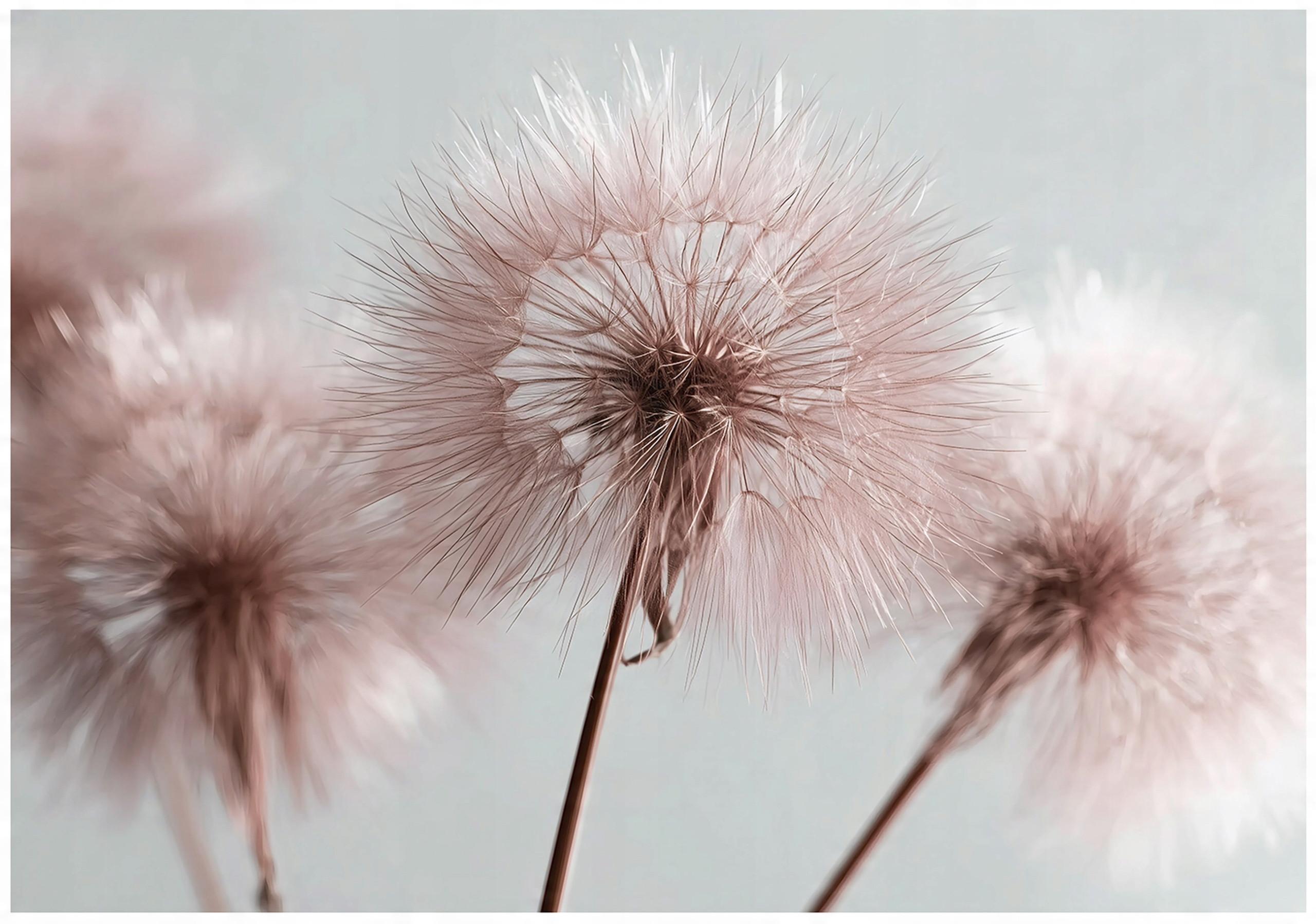 FOTOTAPETE Pusteblume Boho Wohnzimmer 150x105 - Multicolor, Papier (150/105cm) - Wallarena
