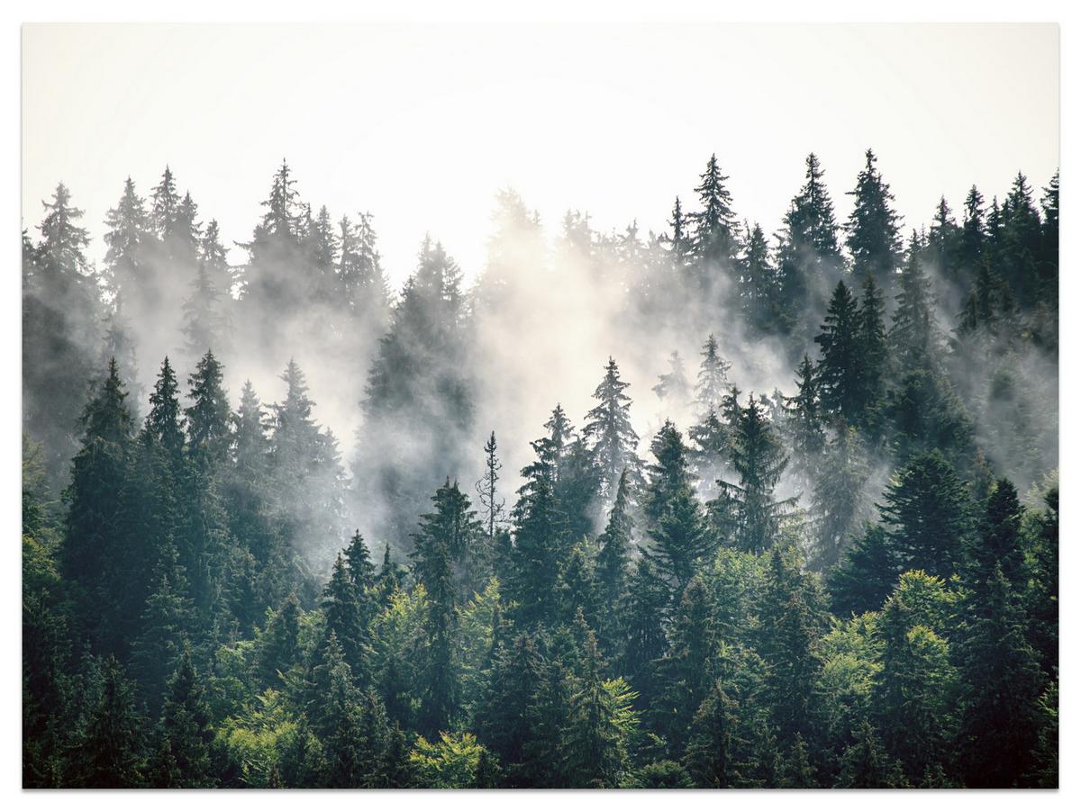 FOTOTAPETE für Wohnzimmer Nebeliger Nadelwald Berg Mystik Bäume 200x140 - Weiß/Grün, Papier (200/140cm) - Muralo