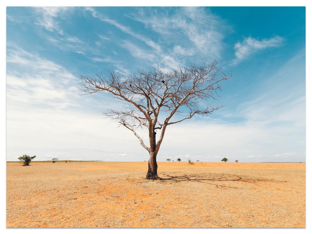 FOTOTAPETE für Wohnzimmer Trockener Baum Wüste Sand 450x315 - Beige/Orange, Papier (450/315cm) - Muralo