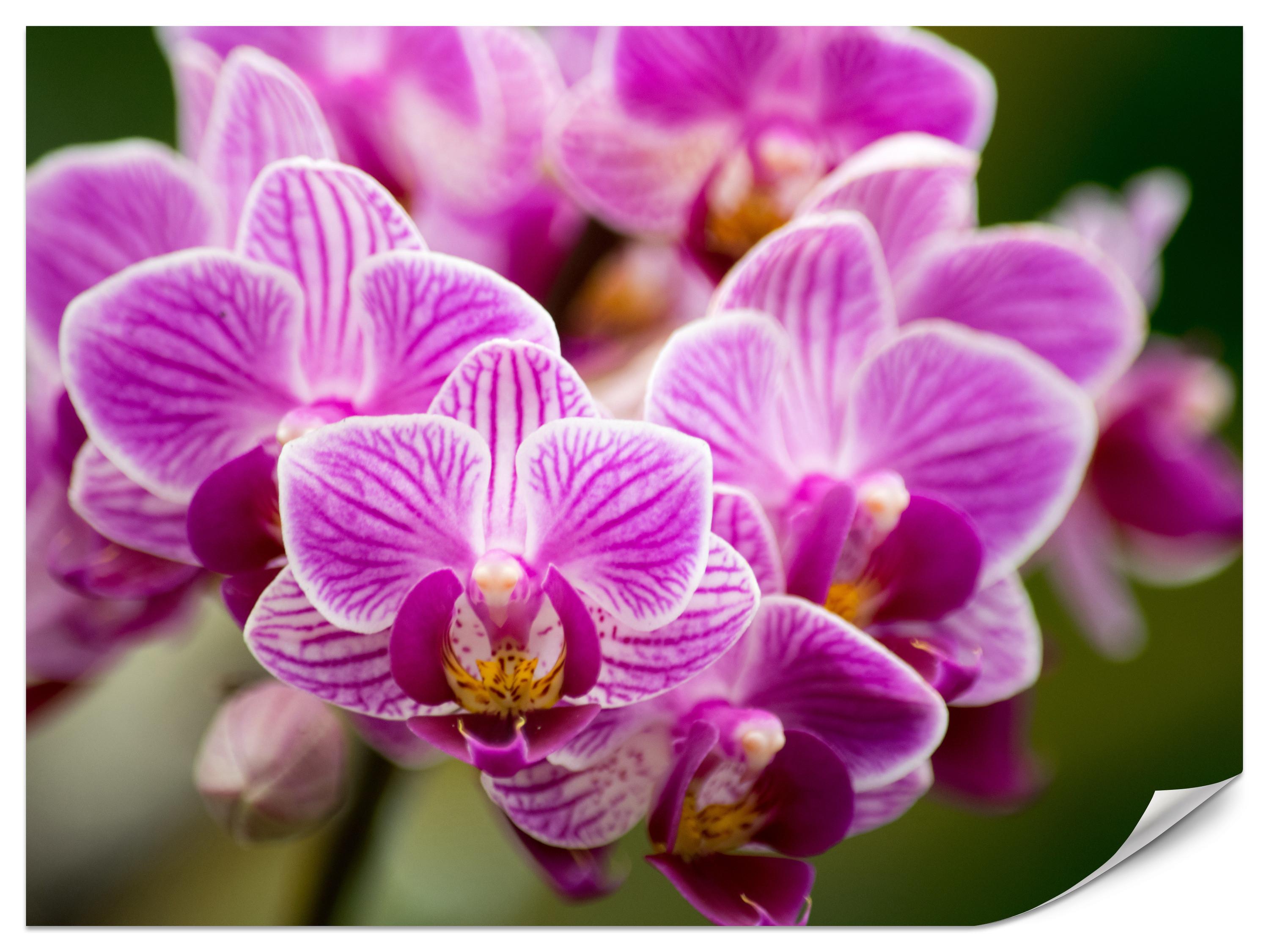FOTOTAPETE für Wohnzimmer Violetter Orchideenstrauß Blumen 100x70 - Violett/Rosa, Papier (100/70cm) - Muralo