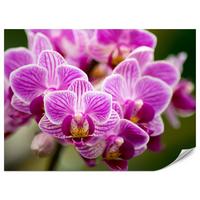 FOTOTAPETE für Wohnzimmer Violetter Orchideenstrauß Blumen 100x70 - Violett/Rosa, Papier (100/70cm) - Muralo