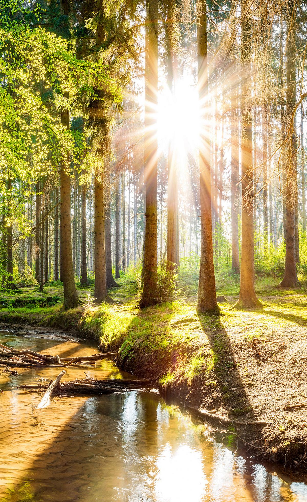 ROLLO LICHTDURCHLÄSSIG 110x180 cm Sonne im Wald - Braun, Textil (110/180cm) - TULUP