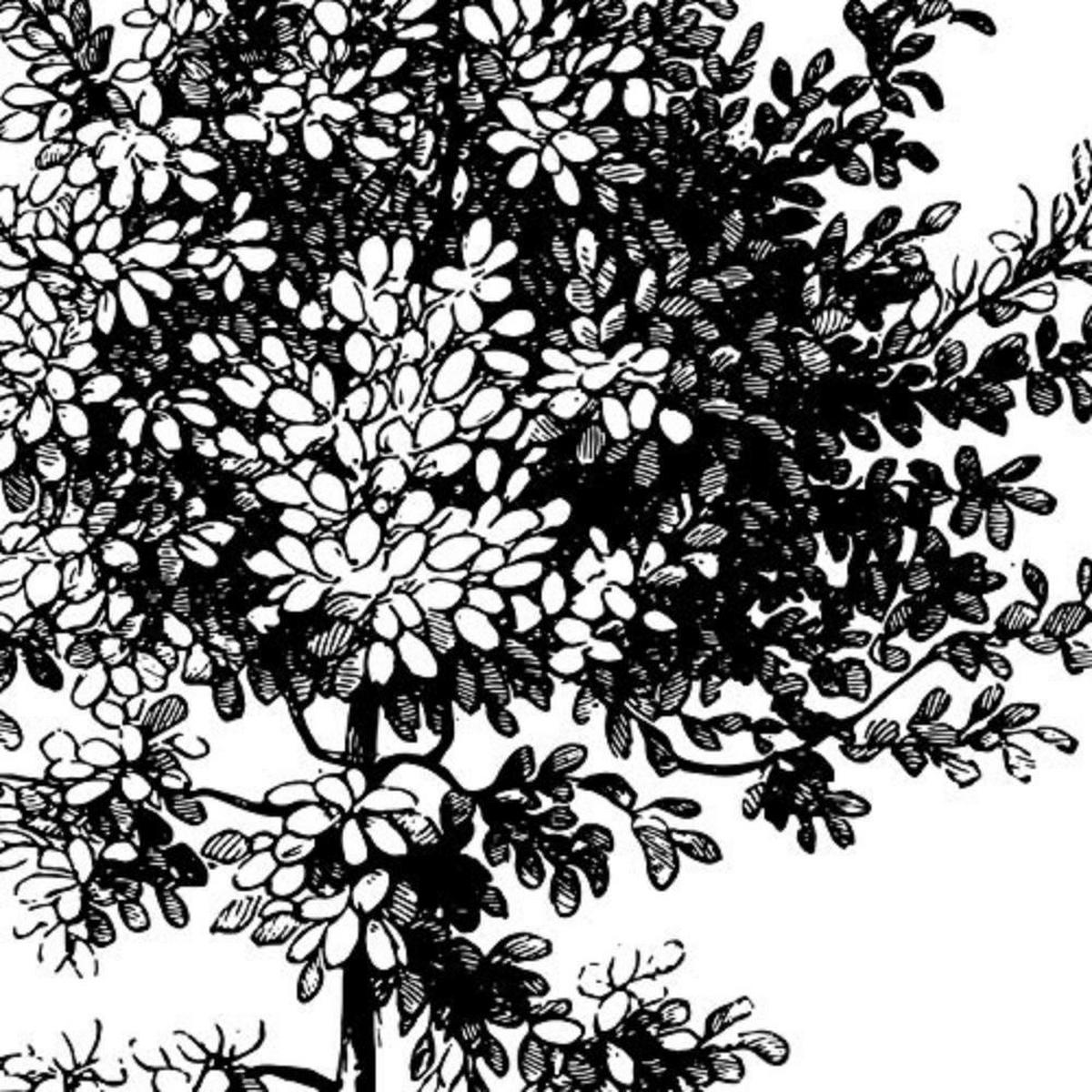 POSTER Set mit 4 Blättern der Bäume mittlerer weiß 20x20cm Schwarzer Rahmen - Schwarz, Papier (20/3cm) - Nacnic