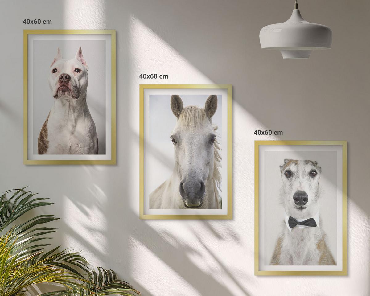 BILDER SET 3er Set - 40x60 cm Goldrahmen - Elegante Porträts von Hunden und Pferden - Goldfarben, Kunststoff (40/60cm) - TULUP