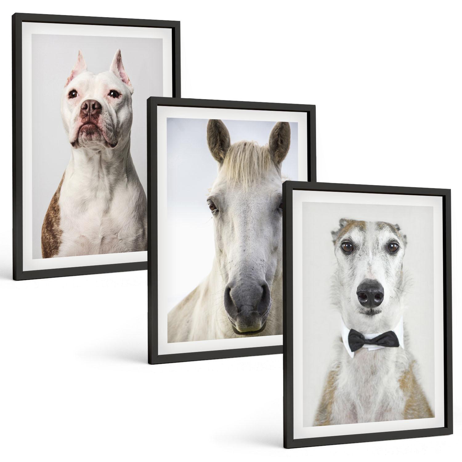 BILDER SET 3er Set - 40x60 cm Schwarzer Rahmen - Elegante Porträts von Hunden und Pferden - Schwarz, Kunststoff (40/60cm) - TULUP
