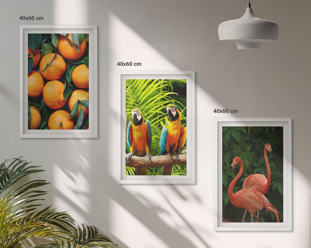 BILDER SET 3er Set - 40x60 cm Weißer Rahmen - Fruchtige Akzente in den Tropen - Weiß, Kunststoff (40/60cm) - TULUP