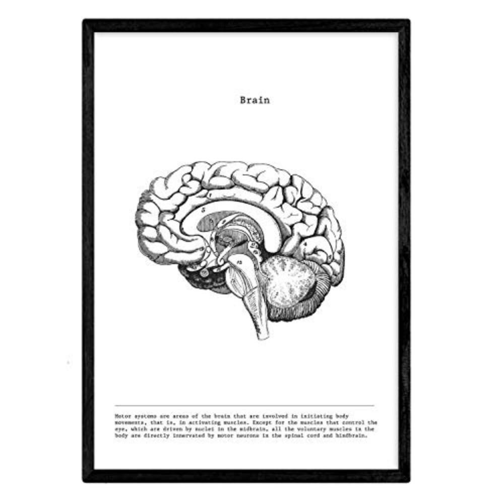 POSTER Vintage Stil Wanddekoration Abbildung Von Halbiertes Gehirn, Muskeln Und Knochen A3 Schwarzer Rahmen - Schwarz, Papier (29.7/5/42cm) - Nacnic