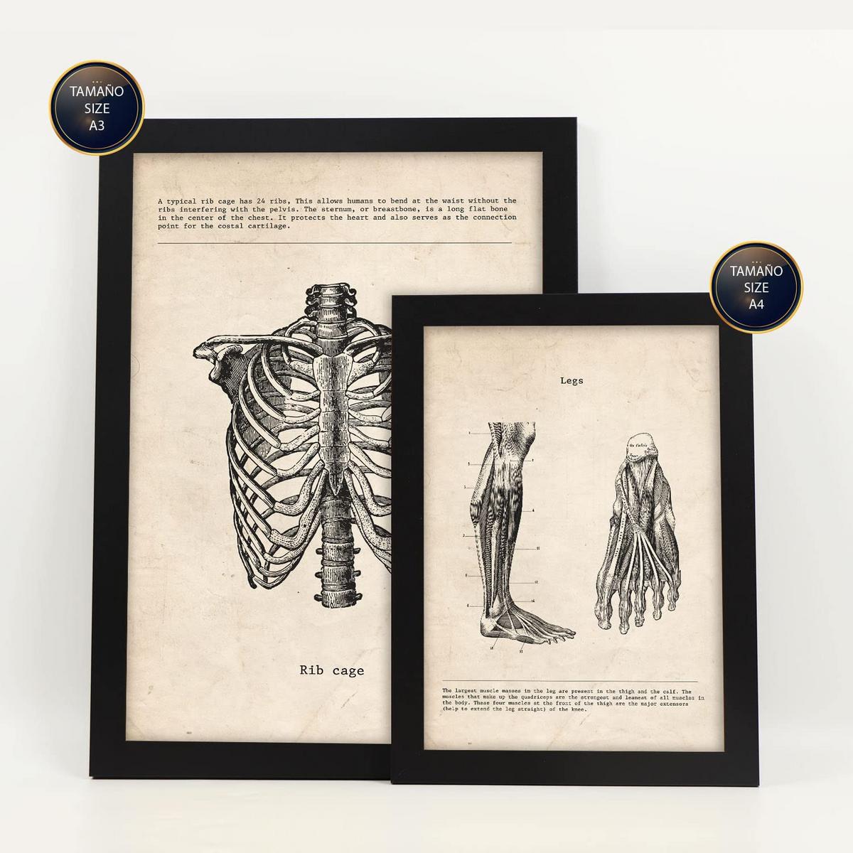 POSTER Set Mit 6 Von Kopf Bis Fuß Medizinische Illustrationen Im Vintage Stil Von Anatomie, Körperteilen, Knochen Und Muskeln A3 & A4 Schwarzer Rahmen - Schwarz, Papier (29/3cm) - Nacnic