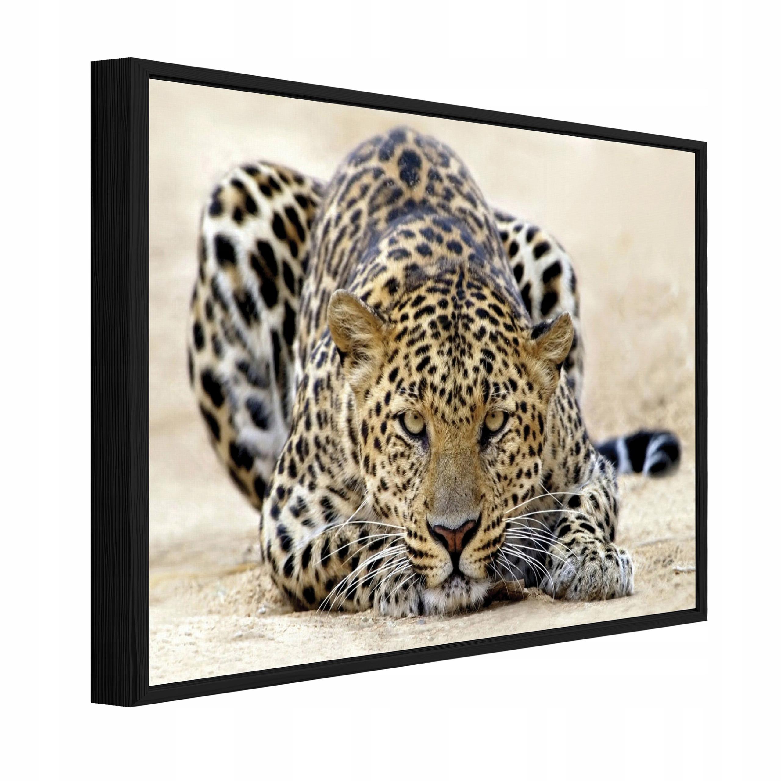 BILDER mit Rahmen Lampard Tiere Beige 60x40 cm - Multicolor, Holzwerkstoff (60/40cm) - Wallarena