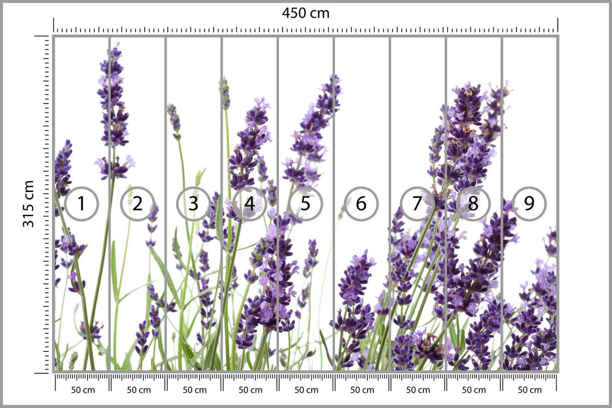 FOTOTAPETE für Küche Lavendelblüten Weißer Hintergrund 450x315 - Violett/Lila, Papier (450/315cm) - Muralo