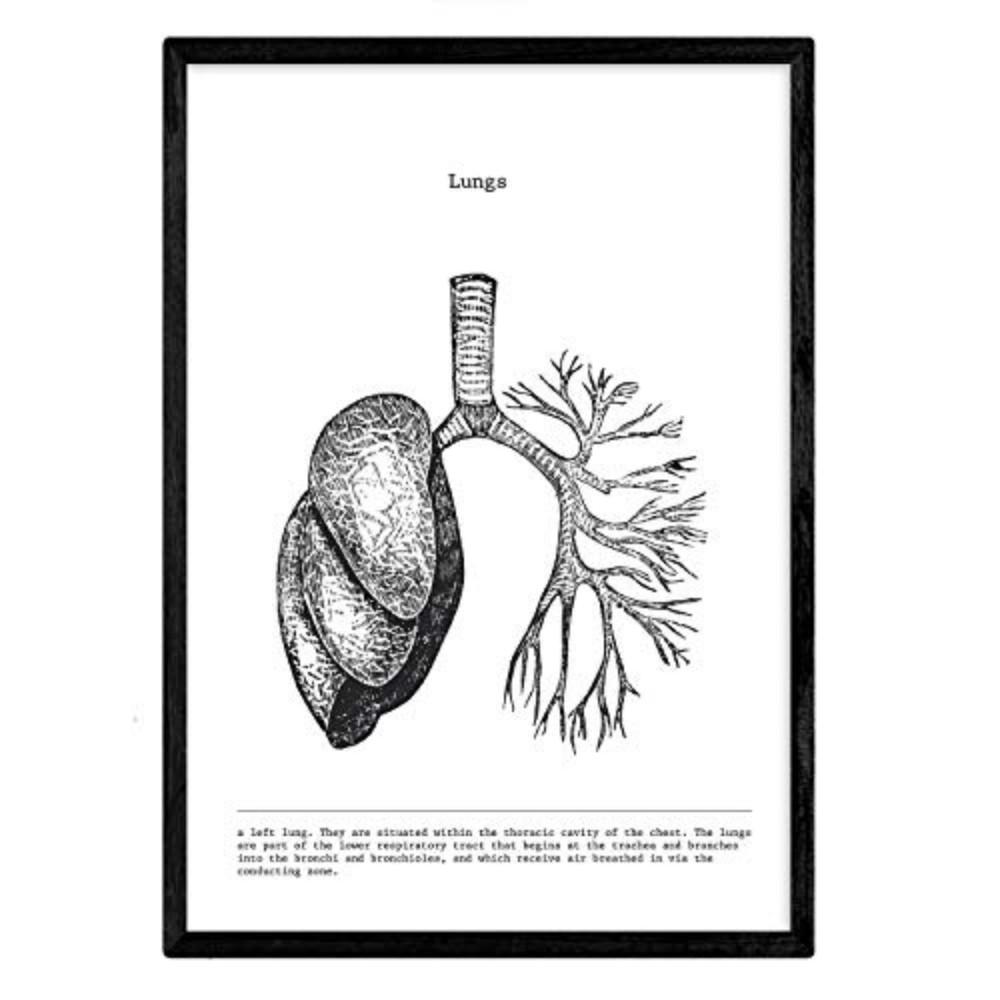 POSTER Anatomie Lunge A4 Schwarzer Rahmen - Schwarz, Papier (29.7/5/21cm) - Nacnic