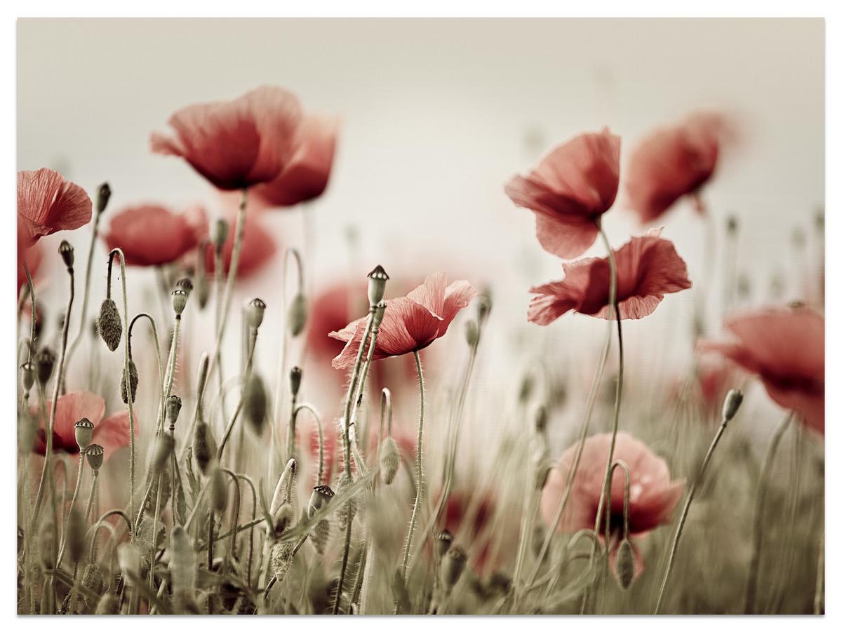 FOTOTAPETE für Wohnzimmer Zarte Mohn Blumen Wiese Rot 100x70 - Beige/Rot, Papier (100/70cm) - Muralo