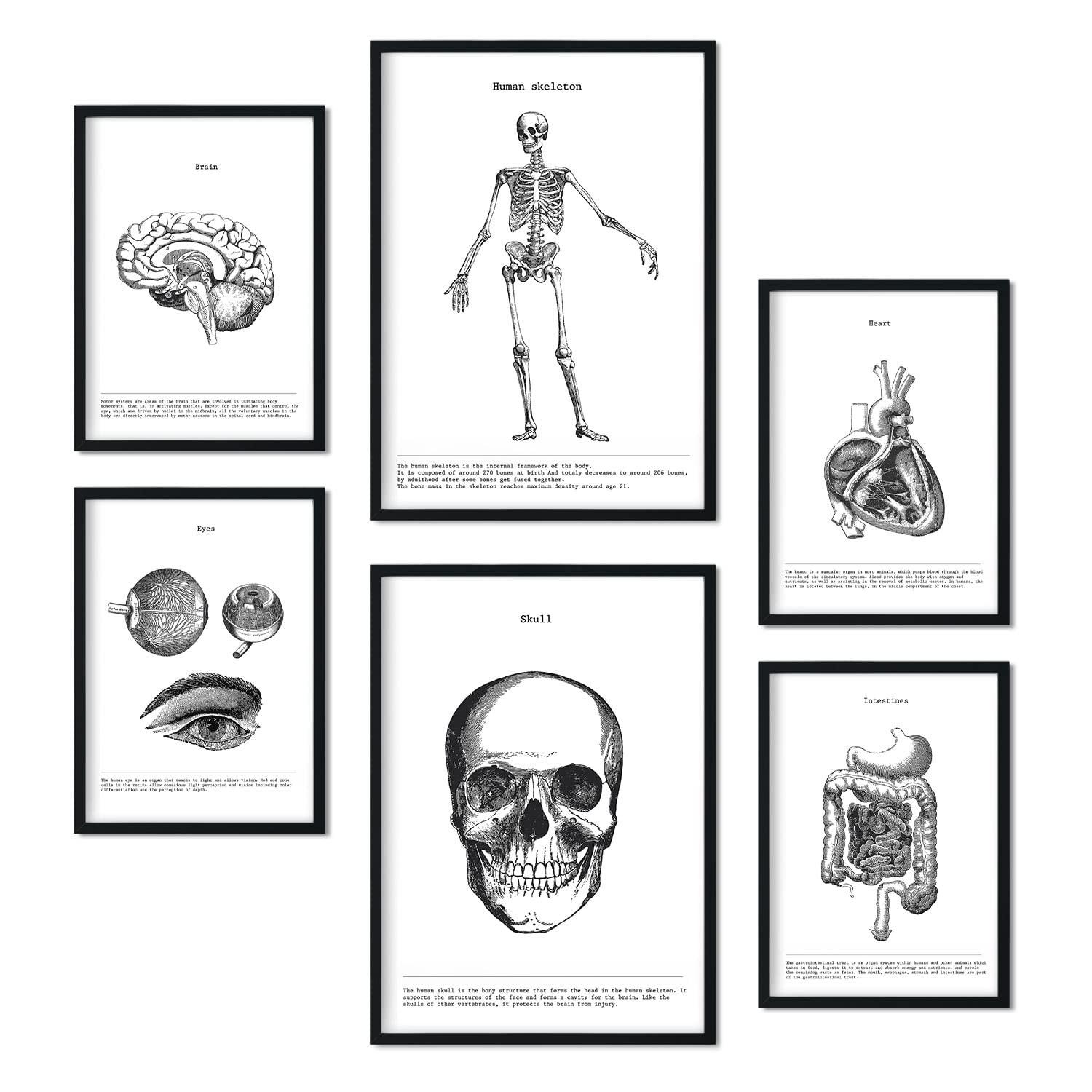 POSTER Set Mit 6 Organen Und Knochenplakaten Sammlung A3 & A4 Schwarzer Rahmen - Schwarz, Papier (29/3cm) - Nacnic