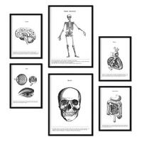 POSTER Set Mit 6 Organen Und Knochenplakaten Sammlung A3 & A4 Schwarzer Rahmen - Schwarz, Papier (29/3cm) - Nacnic