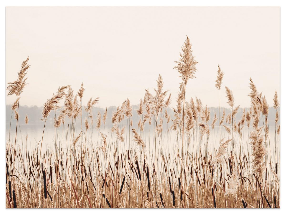 FOTOTAPETE für Wohnzimmer Pflanzen Natur 450x315 - Beige/Braun, Papier (450/315cm) - Muralo