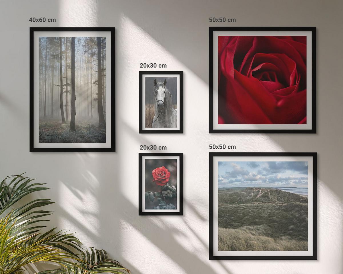 BILDER SET 5er Set - 50x50 cm & 20x30 cm & 40x60 cm Schwarzer Rahmen - Rote Rosen auf pferdegrauem Hintergrund - Schwarz, Kunststoff (40/60cm) - TULUP