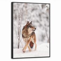 LEINWAND Bilder mit Rahmen - Wolf - Winter - Schnee - Natur - Tiere - 50x70 - Haselnussfarben, Textil (50/70cm) - MuchoWow
