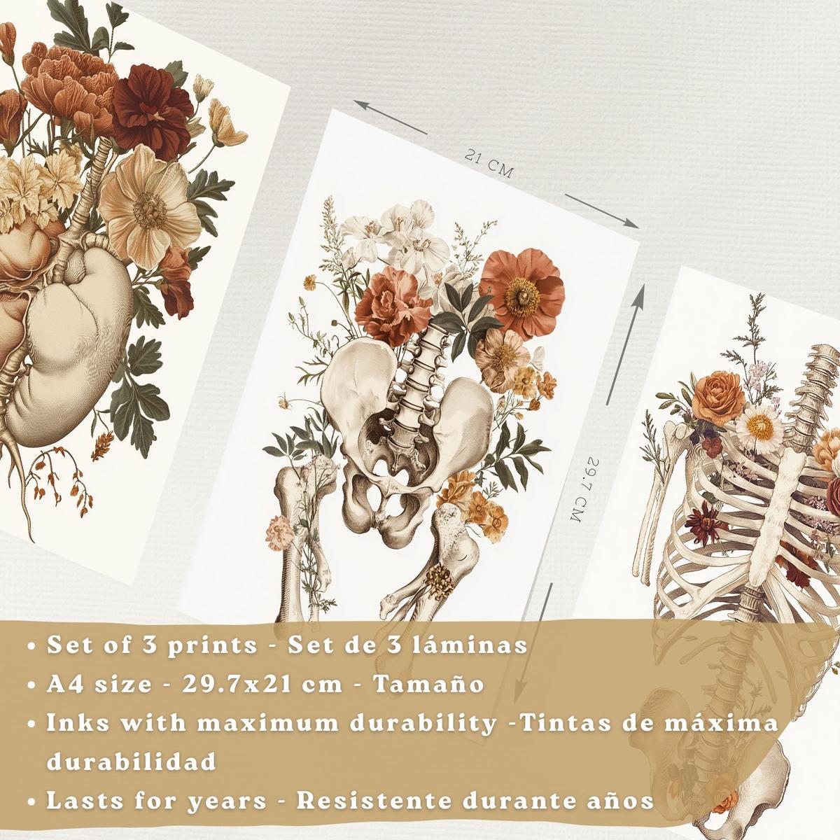 POSTER Set aus 3 Anatomie Mensch Florale Vintage Drucke und Wandbilder mit Herz Brustkorb und Becken Wanddekoration Größe Weißer Rahmen A4 - Weiß, Papier (21/29.7/3cm) - Nacnic