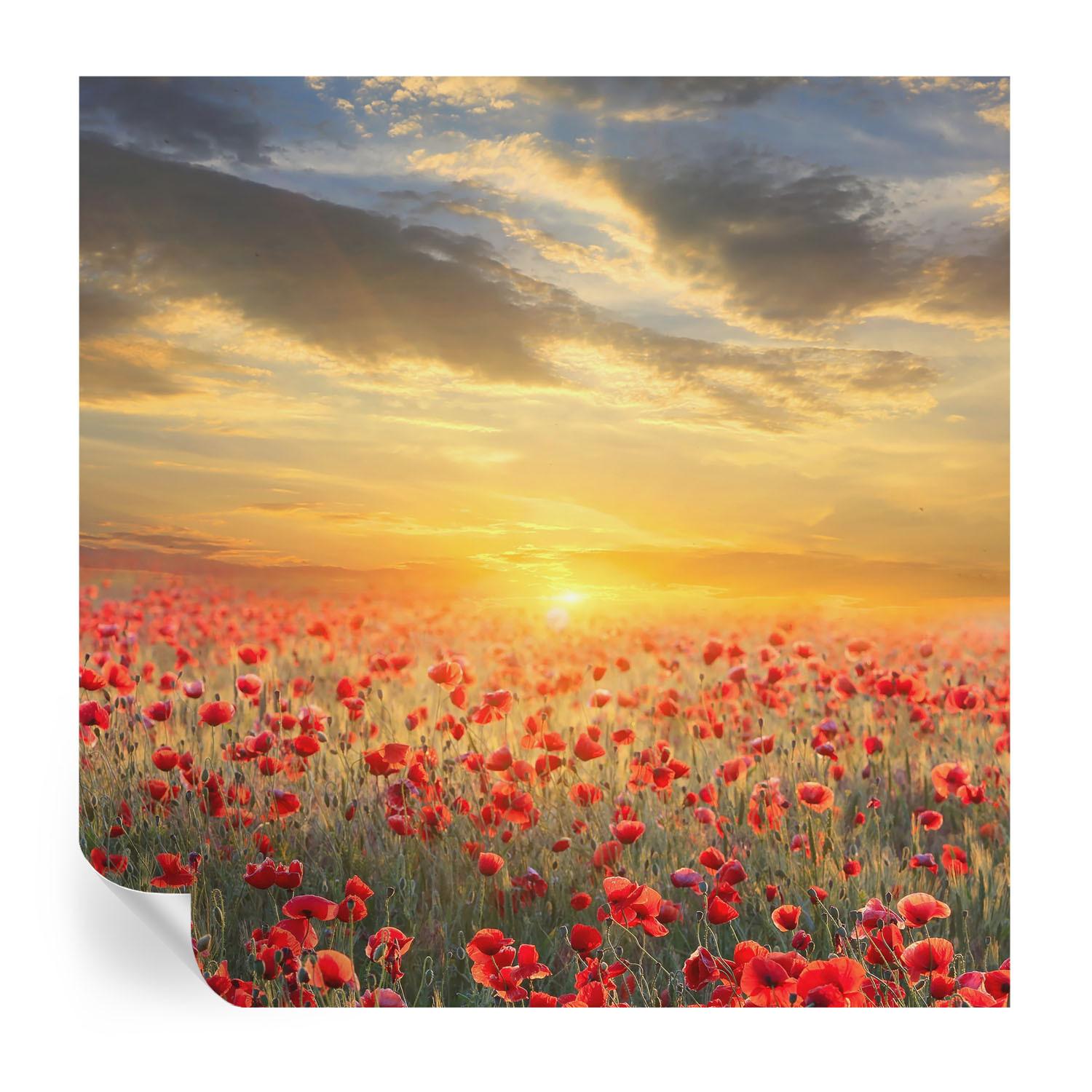 FOTOTAPETE 250x250 cm - Mohnfeld - Rot, Textil (250/250cm) - Wallfluent
