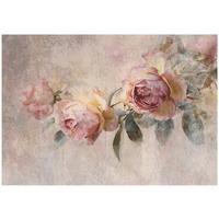 FOTOTAPETE Blumen Rosen Beige 300x210 cm - Multicolor, Papier (300/210cm) - Wallarena