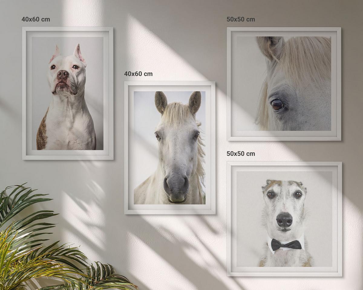 BILDER SET 4er Set - 50x50 cm & 40x60 cm Weißer Rahmen - Elegante Porträts von Hunden und Pferden - Weiß, Kunststoff (50/50cm) - TULUP