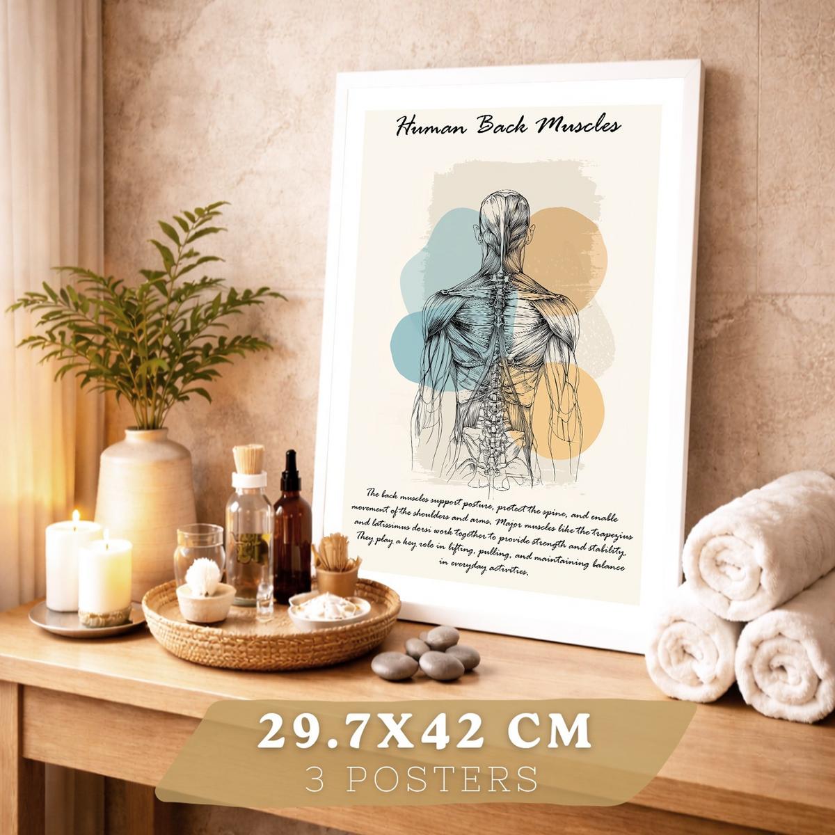 POSTER Set aus 3 Anatomie Mensch Lernposter Drucke und Wandbilder mit Muskeln Rücken Brustkorb Schädel Wanddekoration Größe Weißer Rahmen A3 - Weiß, Papier (29.7/42/3cm) - Nacnic