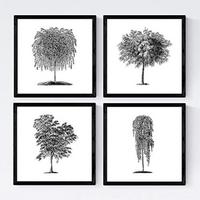POSTER Set mit 4 Blättern der Bäume unterschiedlicher Blätter weiß 20x20cm Schwarzer Rahmen - Schwarz, Papier (20/3cm) - Nacnic