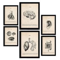 POSTER Set Mit 6 Organe Medizinische Illustrationen Im Vintage Stil Von Anatomie, Körperteilen, Knochen Und Muskeln A3 & A4 Schwarzer Rahmen - Schwarz, Papier (29/3cm) - Nacnic